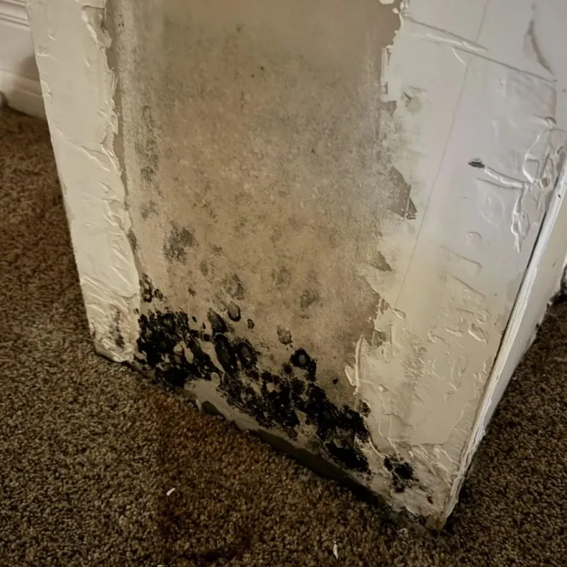 Professional Mold Removal in Bland County, VA